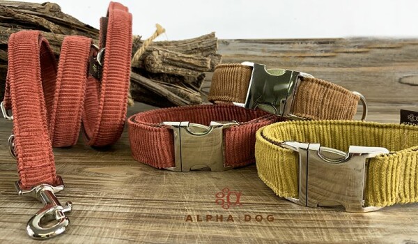 Hundehalsband Young-Cord - 3 tolle Farben 2 cm 28-39 cm roségold   ( nicht in 4 cm lieferbar ) safran