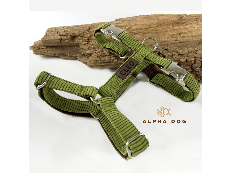 Brustgeschirr Cord crocodile mit Namen 3 box