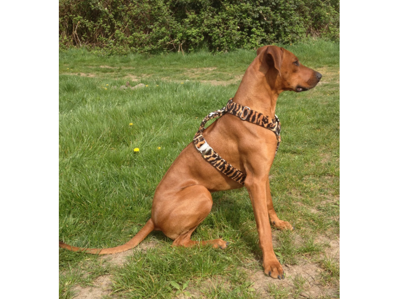 XXL Hundegeschirr Leoparden-Design - plu box