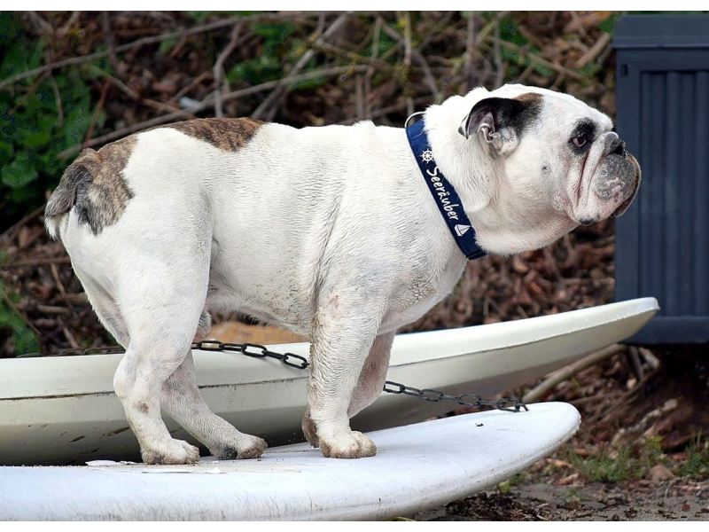 Personalisiertes maritimes Hundehalsband | Wunschtext & 2 Symbole