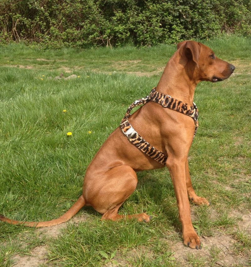 XXL Hundegeschirr Leoparden-Design - plus weitere Designs