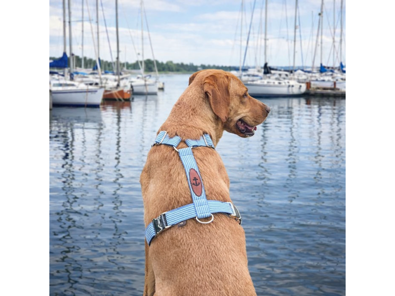 Brustgeschirr Baltic-Stripes optional mi box